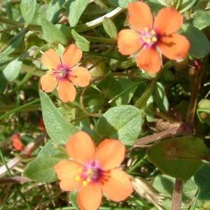 Mezei tikszem (Anagallis arvensis - Scarlet Pimpernel) Bailey virágeszencia 10ml.